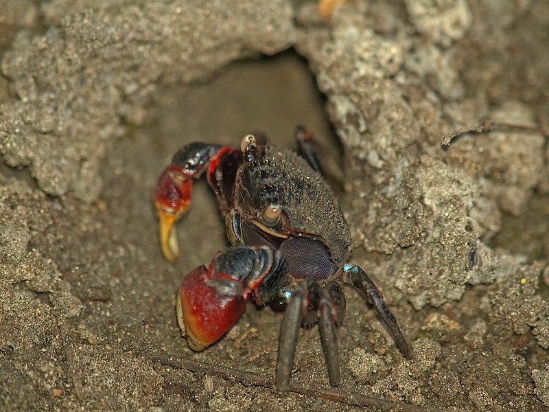 Crab, Gapang